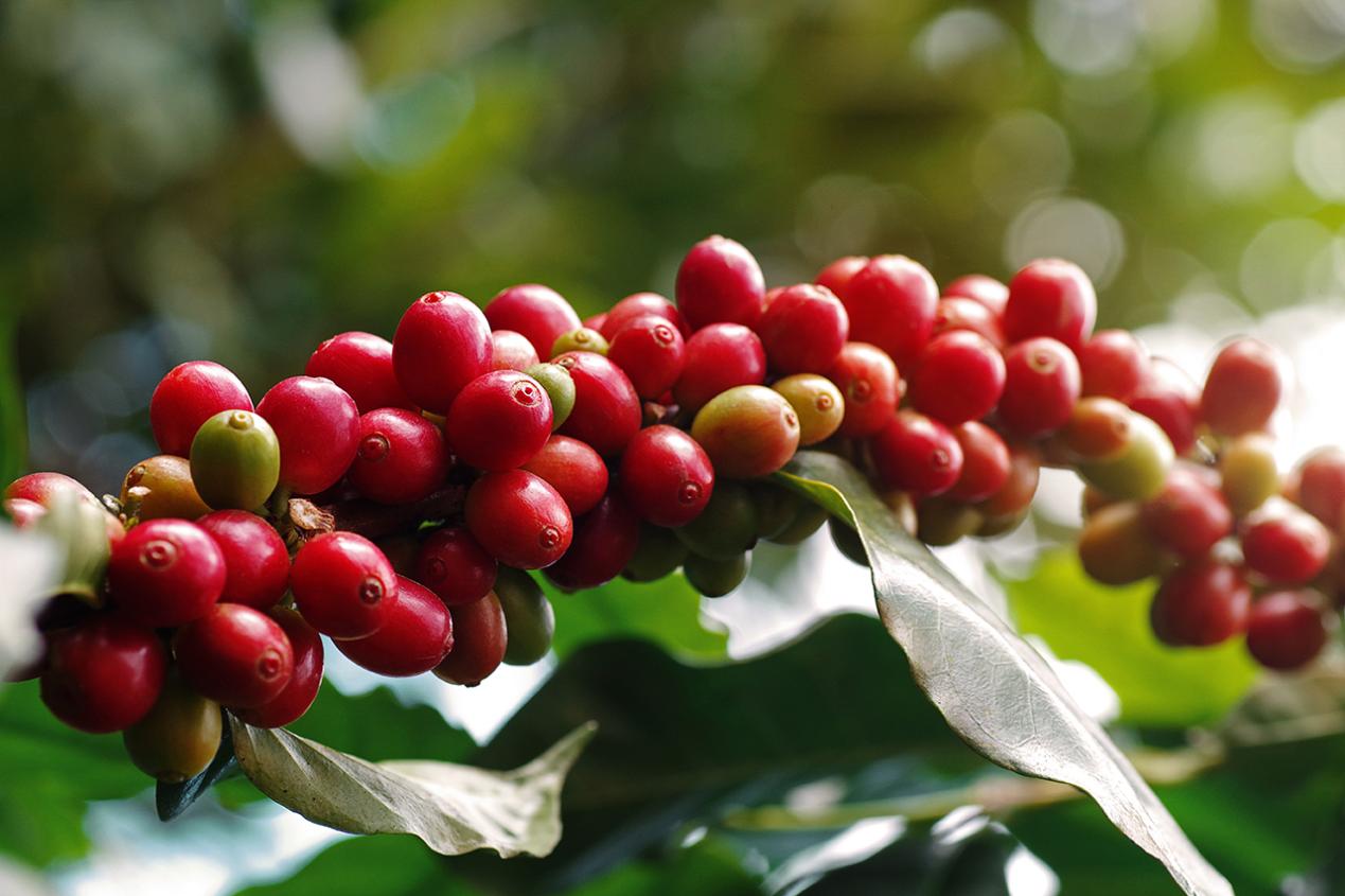 A coffee journey from bean to cup - BKI